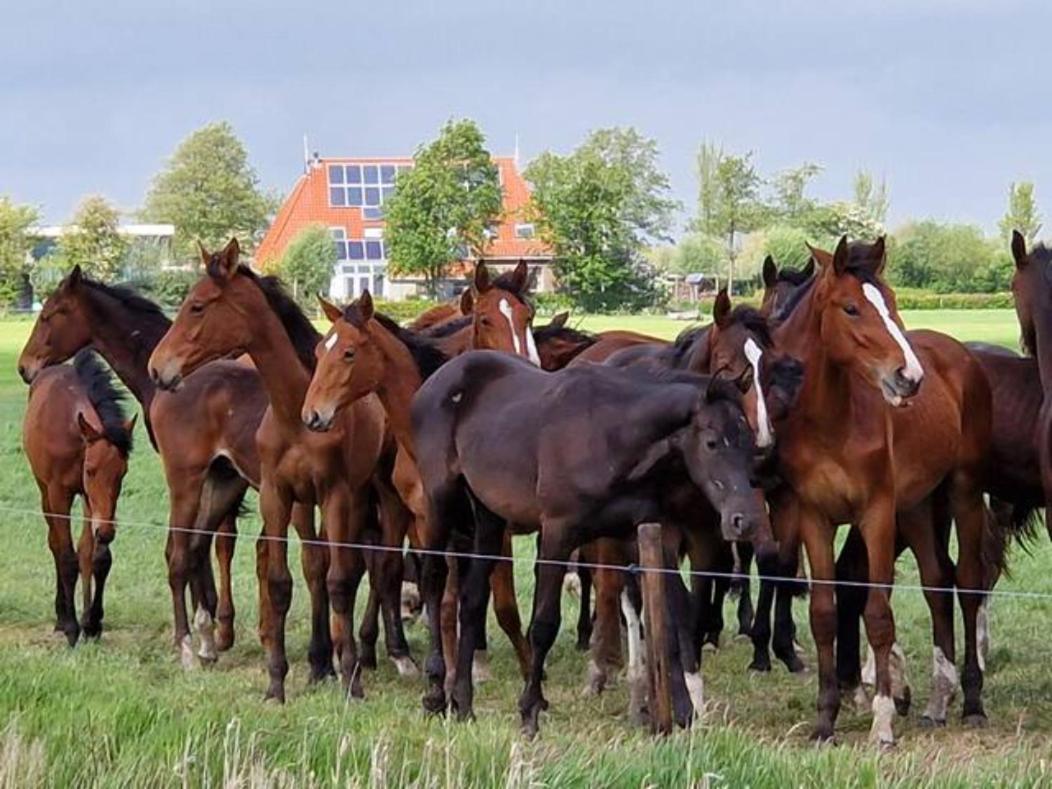 Luxe Gastenverblijf In Het Hart Van Friesland Akkrum Εξωτερικό φωτογραφία